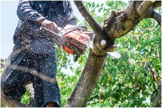tree services Fort Lewis